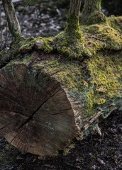 old tree trunk