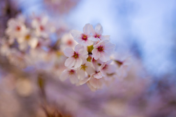 pink cherry blossom