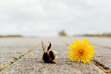 Tote Biene mit Blume.