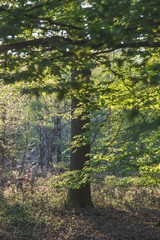 forest in the morning