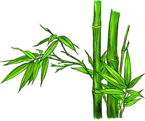 Asia bamboo green vector plant