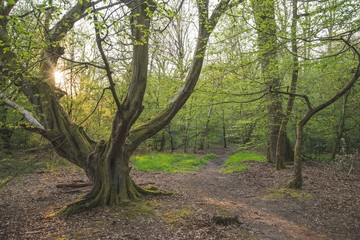 trees in the forest