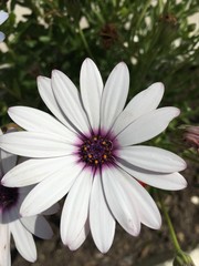 white daisy flower