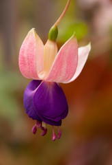 close up of fuchsia flower