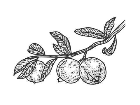 Psidium Guava plant with fruits sketch engraving vector illustration. T-shirt apparel print design. Scratch board imitation. Black and white hand drawn image.