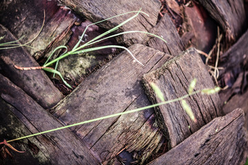 garden plants