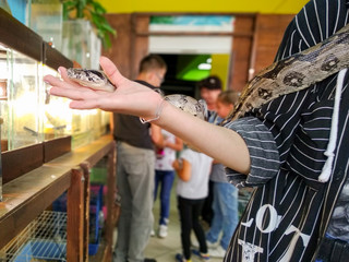 Fototapeta premium Dark pattern spotted snake crawling in woman hand in a contact zoo close up