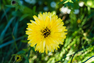 flowers in the golden hour