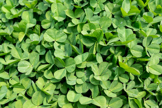 シャジクソウ属 Images Browse 179 Stock Photos Vectors And Video Adobe Stock