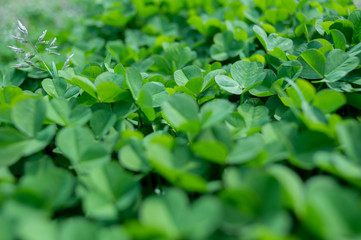 クローバーのマクロ