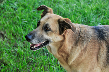 Dog, one of our faithful friends