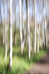 An abstract approach to a birch forest through a vertical panning
