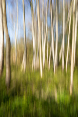An abstract approach to a birch forest through a vertical panning