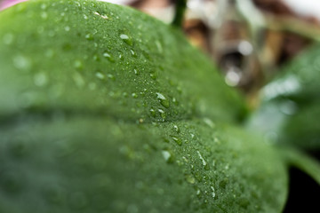 drops of water on large green leaves