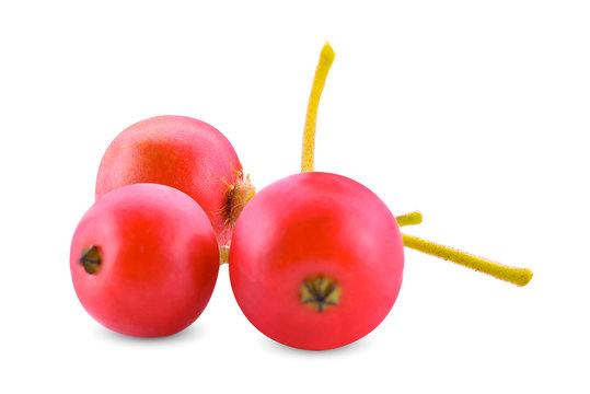 Muntingia calabura, fresh, isolated on a white background