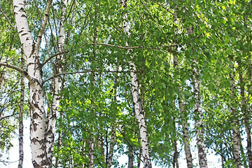 Fototapeta premium Birchwood