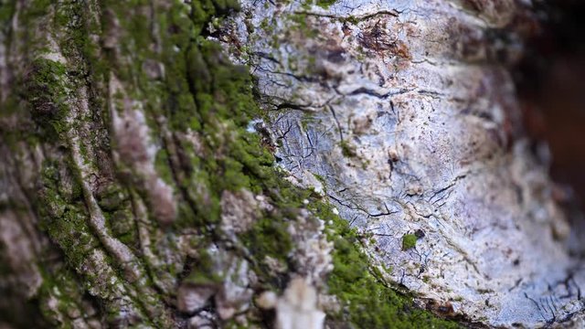 Macro slider video of a needle tree bark with moss at the edge of a hole 2