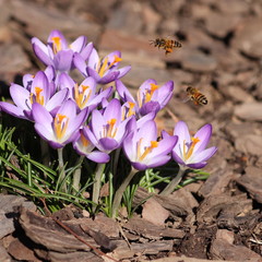 Honey bees (Apis mellifera) hover over a bunch of lavender crocuses, searching for nectar and pollen to carry back to their hive in spring April 2020.