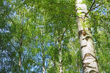 Birch forest with green foliage in the spring