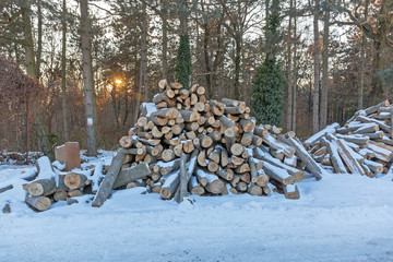 Firewood in Woods Winter Snow