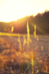 flowers in the golden hour