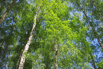 Fototapeta premium Birch forest with green foliage in the spring