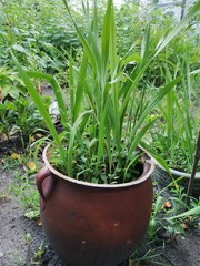 green grass in a pot on the ground