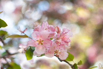 Crab apple blossom in spring