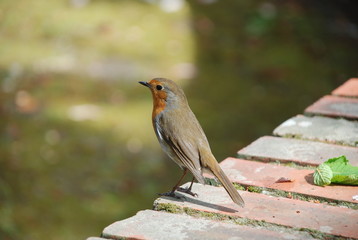 robin on a wall