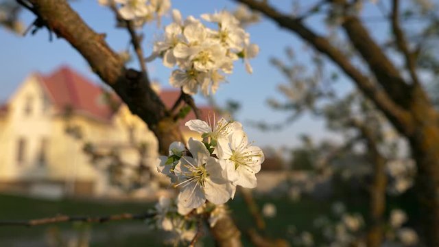 Plum Tree Blossom In Backyard. On Blurred Background Cottage House in Countryside. Spring Evening Sunlight at Rural Area. 2x Slow motion 0.5 x 60 fps 4K