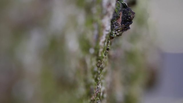 Macro slider video of a needle tree bark with moss at the edge of a hole 4