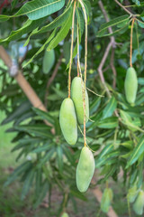 Mango, mango tree  use as the illustrations