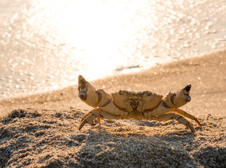 Cancer of the sand on the beach