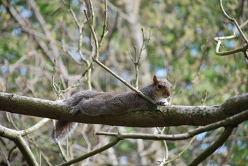 sunbathing on a tree