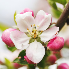 Fototapeta na wymiar Apple Blossom closeup in garden. Beautiful spring background