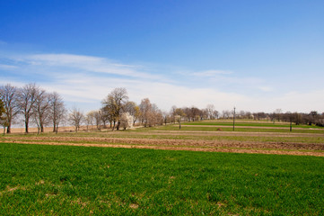 Naklejka premium Spring landscape. Landscape of winter wheat field, trees