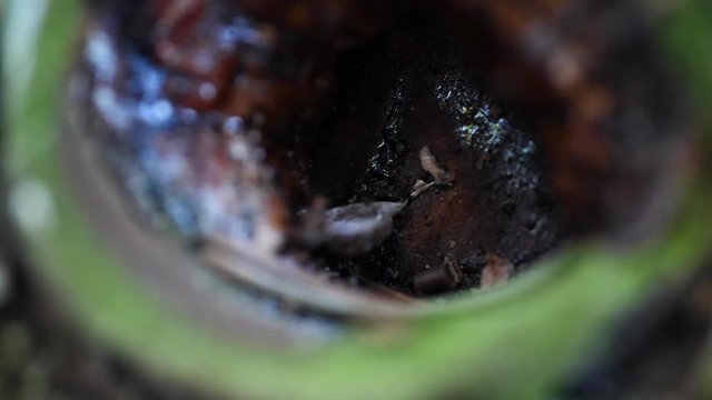 Macro slider video of a view into the knothole of a needle tree with resin 1