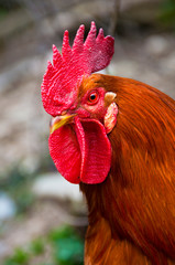 interesting portrait of a red rooster on a gray background