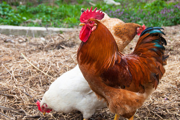 A red cock and two hens on hay are looking for food
