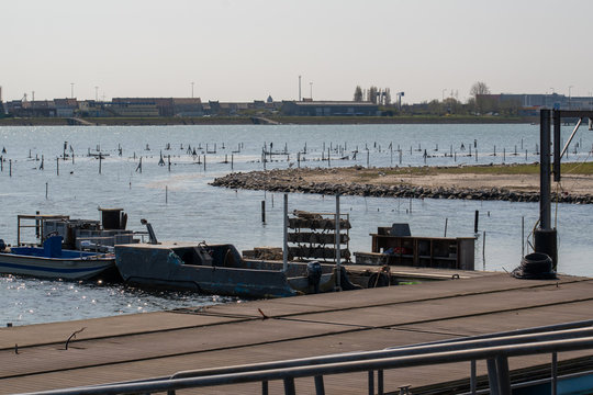 Oyster aquaculture 'de oesterput' in the old scouring basin 'de Spuikom' in Ostend, Belgium