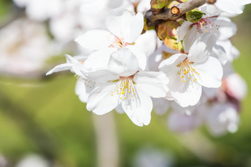 Sakura. Bloom, flowering, from bud to flower. First blossom buds and flowers in the spring. The coming of spring, the awakening of nature, the first flowers, buds and leaves, close up