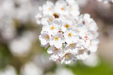 Sakura. Bloom, flowering, from bud to flower. First blossom buds and flowers in the spring. The coming of spring, the awakening of nature, the first flowers, buds and leaves, close up