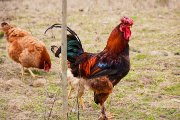 An interesting breed of rooster. A rooster walks on the ground covered with grass