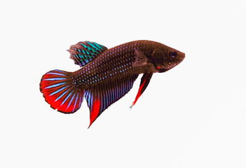 Multi-color or colorful of male.Siamese fighting fish was isolated and ready to fight on white background.