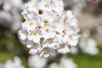 Sakura. Bloom, flowering, from bud to flower. First blossom buds and flowers in the spring. The coming of spring, the awakening of nature, the first flowers, buds and leaves, close up