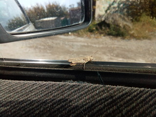 Grasshopper and rear view mirror and car