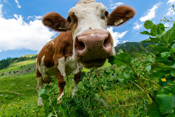 Fototapeta na wymiar cow in the mountains 