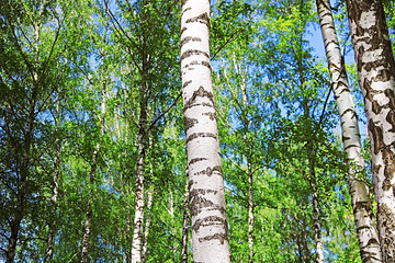 Fototapeta premium Birch forest with green foliage in the spring