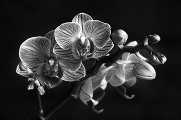 Fototapeta na wymiar Black and white Phaleanopsis on dark background. Black and white image of orchid flower