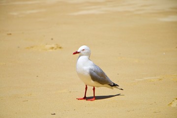 Mouette sur la plage